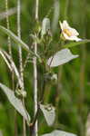 Arrowleaf sida